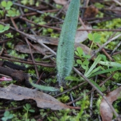 Caladenia sp. (A Caladenia) at Hackett, ACT - 2 Jul 2020 by petersan