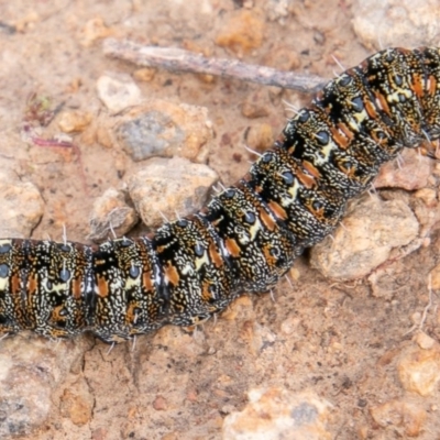 Apina callisto (Pasture Day Moth) at Tuggeranong DC, ACT - 1 Jul 2020 by SWishart