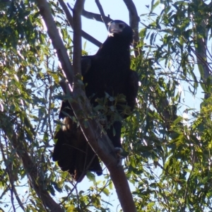 Aquila audax at Black Range, NSW - 1 Jul 2020 03:46 PM