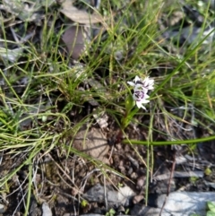 Wurmbea dioica subsp. dioica (Early Nancy) at Carwoola, NSW - 30 Jun 2020 by Zoed