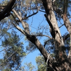 Native tree with hollow(s) (Native tree with hollow(s)) at Bodalla, NSW - 1 Jul 2020 by nickhopkins