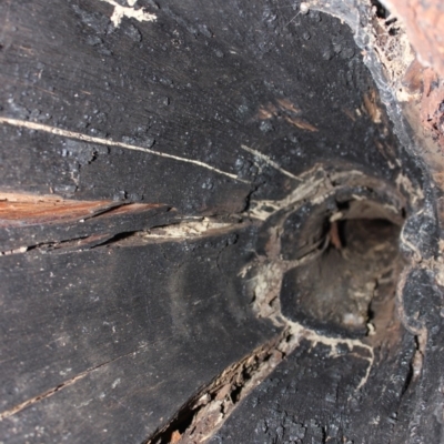 Native tree with hollow(s) (Native tree with hollow(s)) at Bodalla, NSW - 1 Jul 2020 by nickhopkins