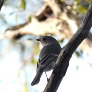 Pachycephala pectoralis at Red Hill, ACT - 1 Jul 2020