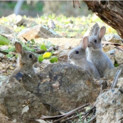 Oryctolagus cuniculus (European Rabbit) at Hughes, ACT - 1 Jul 2020 by Ct1000