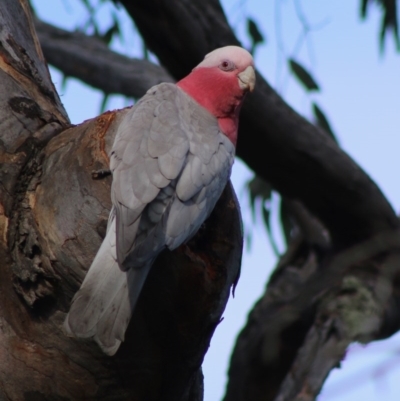 Eolophus roseicapilla (Galah) at Deakin, ACT - 23 Jun 2020 by LisaH