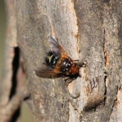 Microtropesa sp. (genus) (Tachinid fly) at Mongarlowe River - 1 Jul 2020 by LisaH