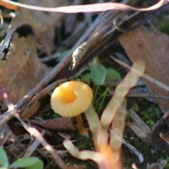 Lichenomphalia chromacea (Yellow Navel) at Mongarlowe River - 1 Jul 2020 by LisaH