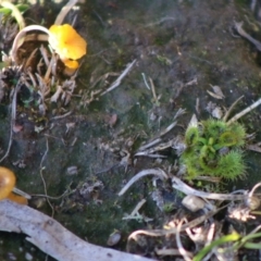 Lichenomphalia chromacea at Mongarlowe, NSW - 1 Jul 2020