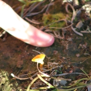 Lichenomphalia chromacea at Mongarlowe, NSW - 1 Jul 2020