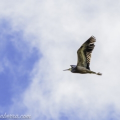 Egretta novaehollandiae (White-faced Heron) at Weston Creek, ACT - 20 Jun 2020 by BIrdsinCanberra