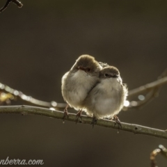 Malurus cyaneus (Superb Fairywren) at Weston Creek, ACT - 21 Jun 2020 by JonSteinbeck