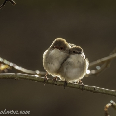 Malurus cyaneus (Superb Fairywren) at Weston Creek, ACT - 21 Jun 2020 by JonSteinbeck