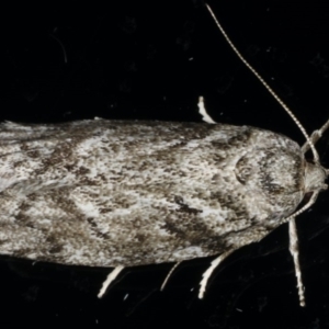 Philobota philostaura at Ainslie, ACT - 28 Nov 2019 11:15 PM