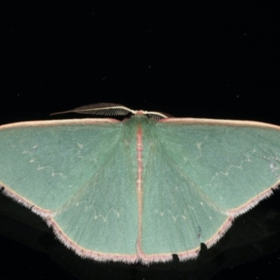Chlorocoma (genus) (Emerald moth) at Ainslie, ACT - 28 Nov 2019 by jbromilow50