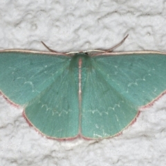 Chlorocoma (genus) at Ainslie, ACT - 28 Nov 2019 11:09 PM