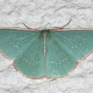 Chlorocoma (genus) at Ainslie, ACT - 28 Nov 2019