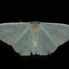 Prasinocyma semicrocea (Common Gum Emerald moth) at Ainslie, ACT - 28 Nov 2019 by jbromilow50