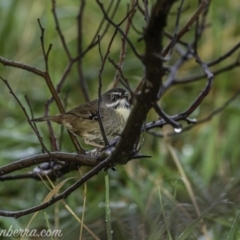 Sericornis frontalis (White-browed Scrubwren) at Weston Creek, ACT - 20 Jun 2020 by BIrdsinCanberra