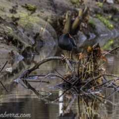Gallinula tenebrosa (Dusky Moorhen) at Yarralumla, ACT - 21 Jun 2020 by JonSteinbeck