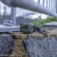 Intellagama lesueurii howittii (Gippsland Water Dragon) at Curtin, ACT - 20 Jun 2020 by BIrdsinCanberra