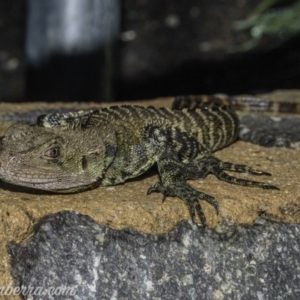 Intellagama lesueurii howittii at Curtin, ACT - 21 Jun 2020