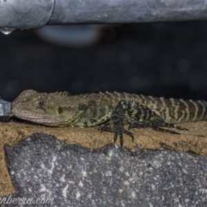 Intellagama lesueurii howittii at Curtin, ACT - 21 Jun 2020