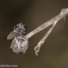 Melangyna viridiceps (Hover fly) at Hughes, ACT - 20 Jun 2020 by JonSteinbeck