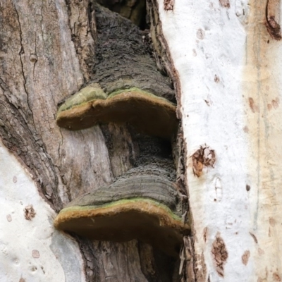 Phellinus sp. (non-resupinate) (A polypore) at Acton, ACT - 1 Jul 2020 by RodDeb