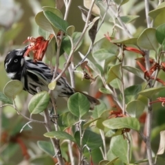 Phylidonyris novaehollandiae at Acton, ACT - 1 Jul 2020