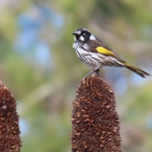 Phylidonyris novaehollandiae at Acton, ACT - 1 Jul 2020