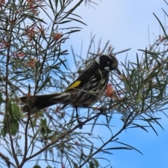 Phylidonyris novaehollandiae at Acton, ACT - 1 Jul 2020 12:50 PM