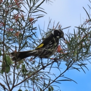 Phylidonyris novaehollandiae at Acton, ACT - 1 Jul 2020