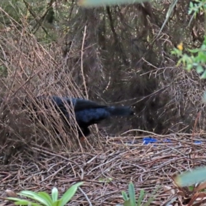 Ptilonorhynchus violaceus at Acton, ACT - 1 Jul 2020