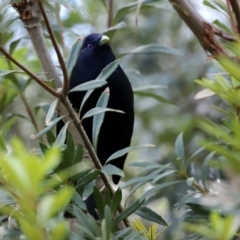 Ptilonorhynchus violaceus at Acton, ACT - 1 Jul 2020