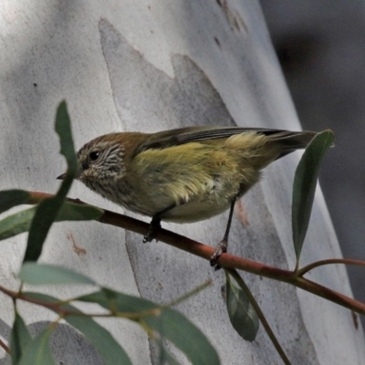 Acanthiza lineata (Striated Thornbill) at Hackett, ACT - 1 Jul 2020 by RodDeb
