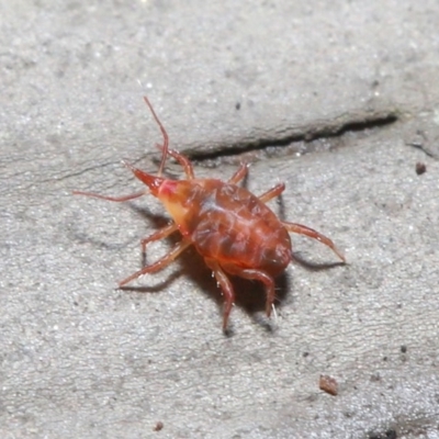 Bdellidae sp. (family) (Unidentified Snout Mite) at Hackett, ACT - 1 Jul 2020 by TimL