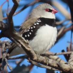 Stagonopleura guttata (Diamond Firetail) at Googong Foreshore - 1 Jul 2020 by roymcd