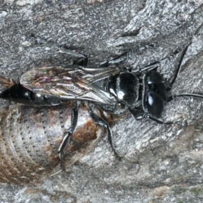 Tachysphex sp. (genus) (Unidentified Tachysphex sand wasp) at Ainslie, ACT - 15 Apr 2020 by jbromilow50