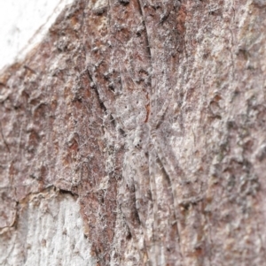 Tamopsis sp. (genus) at Acton, ACT - 1 Jul 2020