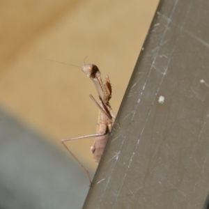 Mantodea (order) at Greenleigh, NSW - 12 May 2020