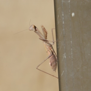 Mantodea (order) at Greenleigh, NSW - 12 May 2020 12:50 PM