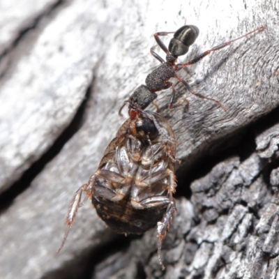 Rhytidoponera tasmaniensis at Hackett, ACT - 30 Jun 2020 by TimL