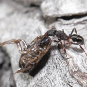 Rhytidoponera tasmaniensis at Hackett, ACT - 30 Jun 2020