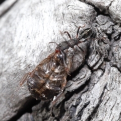 Rhytidoponera tasmaniensis at Hackett, ACT - 30 Jun 2020