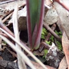 Calochilus platychilus at Cook, ACT - 24 Jun 2020