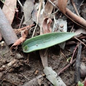 Glossodia major at Cook, ACT - 24 Jun 2020