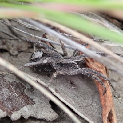 Argoctenus sp. (genus) (Wandering ghost spider) at Mount Painter - 24 Jun 2020 by CathB
