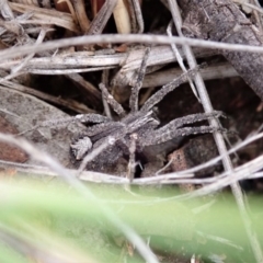 Argoctenus sp. (genus) at Cook, ACT - 24 Jun 2020