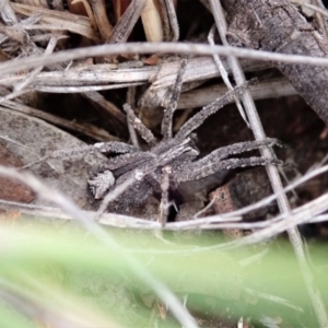 Argoctenus sp. (genus) at Cook, ACT - 24 Jun 2020