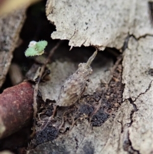 Uloprora risdonensis at Cook, ACT - 24 Jun 2020